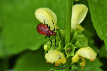 Roter Käfer auf gelber Nessel