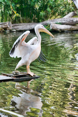 Wildlife-Pelican on the lake