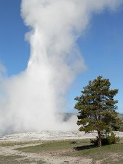 USA - Yellowstone NP-Old Faithful 02