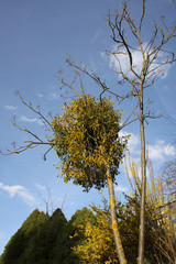 Blühende Mistel