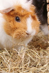 Guinea Pig