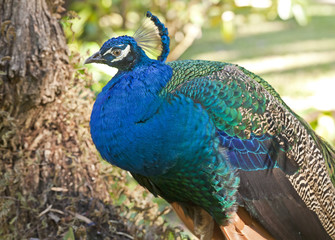 Fototapeta premium Peacock