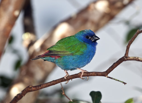 Forbes Parrot Finch
