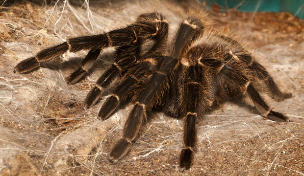 Tarantulas