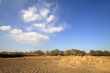 Obraz premium the field scenery