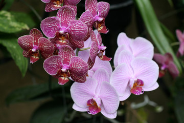 Orchids