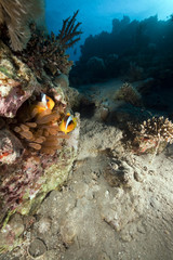 bubble anemone and anemonefish.