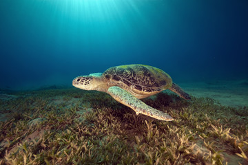 Obraz na płótnie Canvas male green turtle.