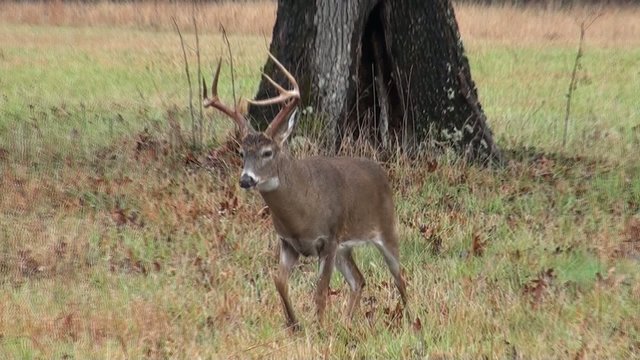 White-tailed deer buck walking through a field
