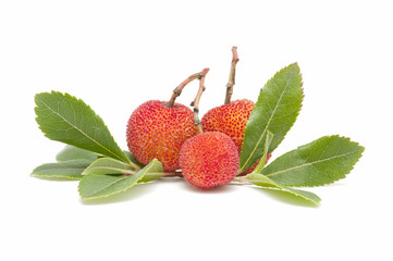 arbutus on white background