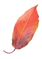 Cherry leaf
