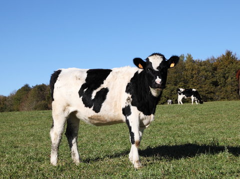 Black And White Holstein Friesian Dairy Cow