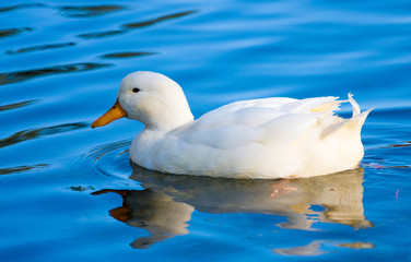 White duck