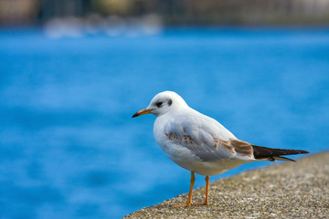 Obraz premium Seagull