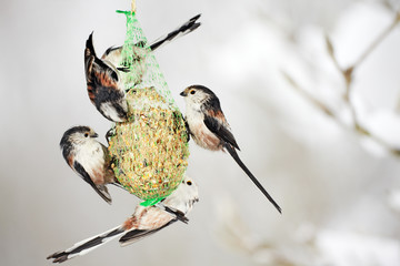 flock of Long-tailed Tits at the fat ball