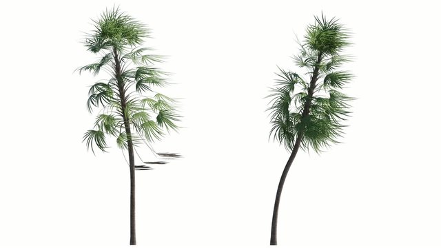 Photorealistic Tree Animated with Wind, including Alpha Channel
