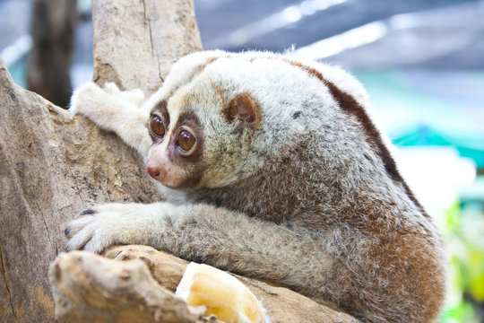 Slow Loris,Nycticebus coucang