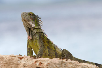 Green Iguana Basking - Bonaire, Netherlands, Antilles