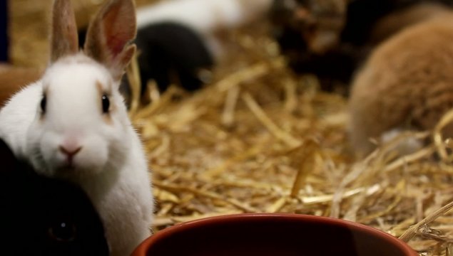Kaninchen sind s&uuml;&szlig;, nicht nur zu Ostern