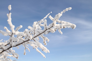 Branch covered with snow