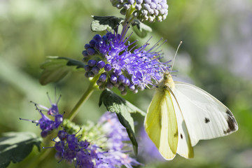 Naklejka premium Butterfly Large white on Caryopteris or Bluebeard