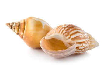 Two seashells