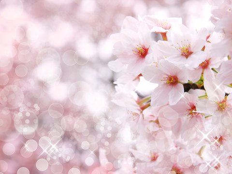 桜