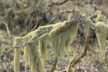 Flechten an einem Feigenbaum
