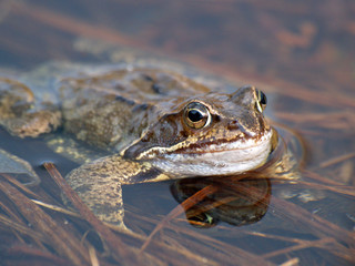 Grasfrosch