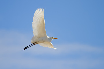 Great Egret Flying