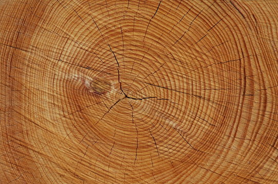 L'&acirc;ge des arbres