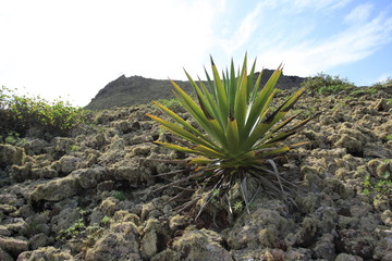 Agave auf mit Flechten bewachsenem Vulkangestein