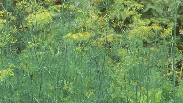 HD 1080 closeup shot of inflorescence dill sway in wind.