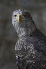 Adler im Portrait