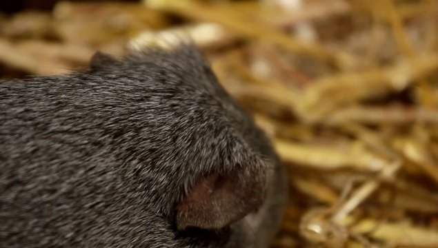 Das graue Meerschweinchen