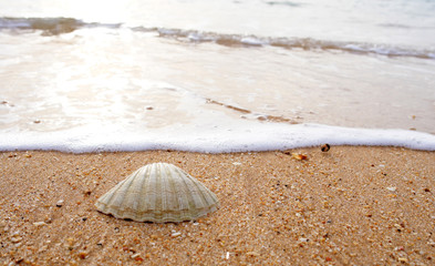 Fototapeta na wymiar Sea shell detail in beach sand