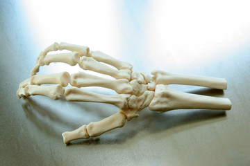 menschliche hand I