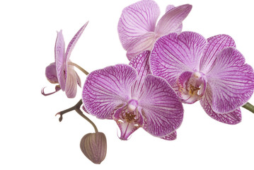 Fototapeta premium Orchid
