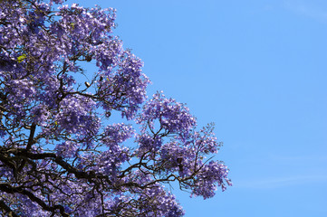 Jacaranda Tree