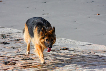 German shepherd walking