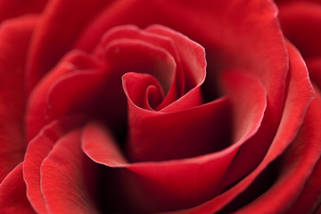 Rosenblüte abstrakt