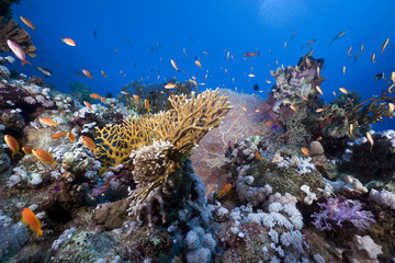 Naklejka na ściany i meble Tropical marine life in the Red Sea.