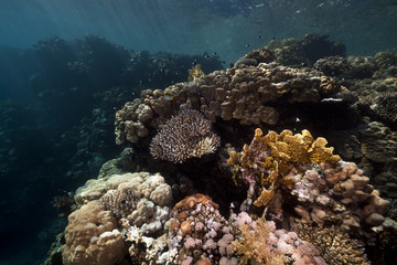 Naklejka na ściany i meble Tropical życie morskie w Morzu Czerwonym.