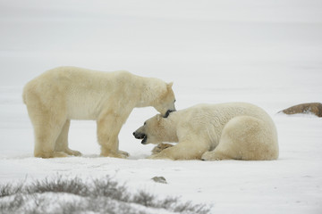 Entertainments of polar bears.