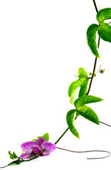 orchidée sur liane de Passiflora edulis, fruit de la passion