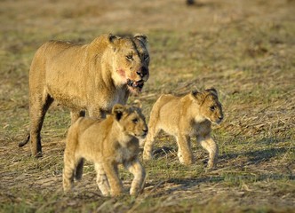 Lioness after hunting with cubs.