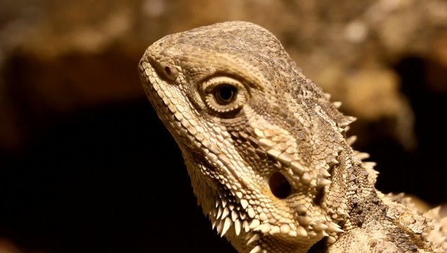 Portrait einer Reptilie