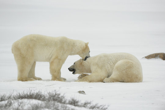 Entertainments of polar bears.