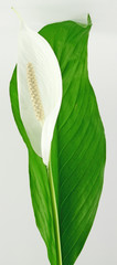 Spathiphyllum wallisii,  lis de la paix, spathiphylle de Wallis