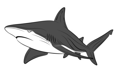 Vector shark, tattoo